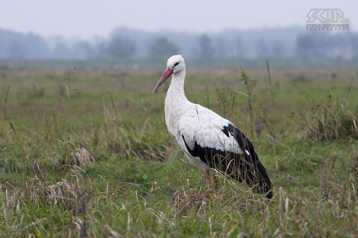 Vlaamse en Zeeuwse kust - Zwin - Ooievaar Een dagje fotograferen aan de Vlaamse en Zeeuwse kust in Breskens, Cadzand, Knokke en Blankenberge. Stefan Cruysberghs